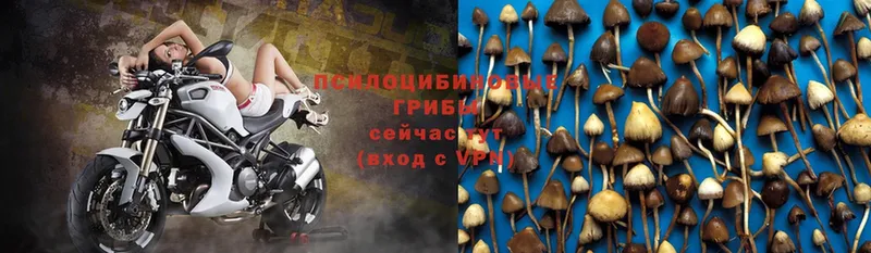 OMG   Рязань  Галлюциногенные грибы Magic Shrooms 