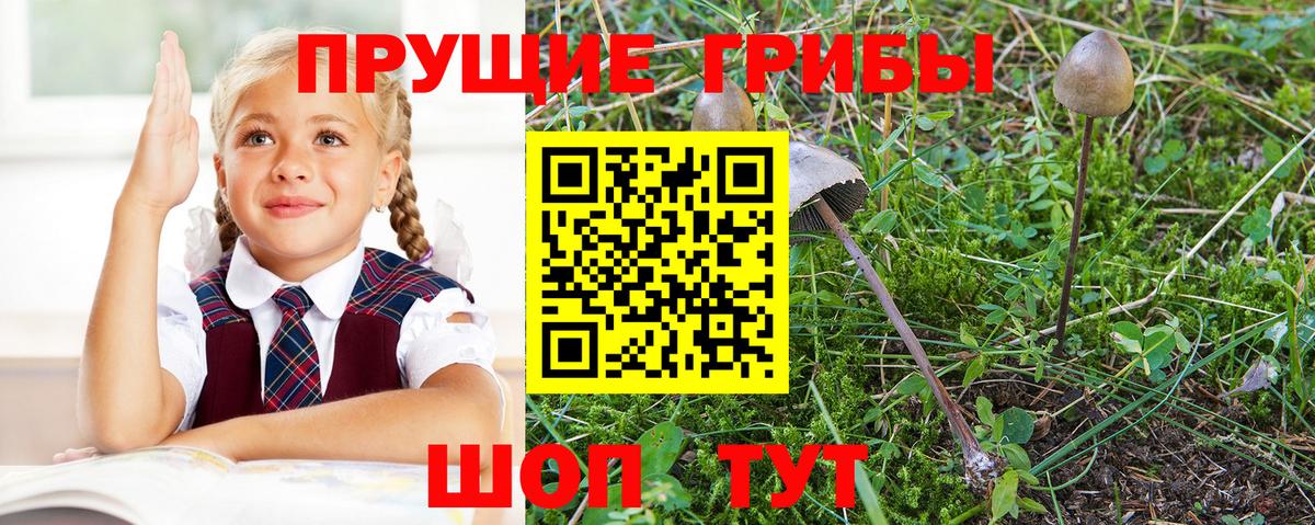 Рязань  Галлюциногенные грибы GOLDEN TEACHER  Вход с VPN 
